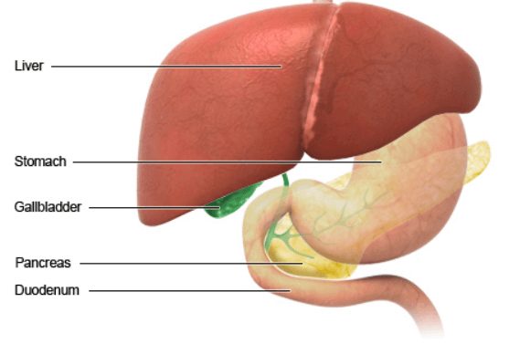 does calcium hurt your liver